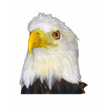 Bald Eagle t-shirts