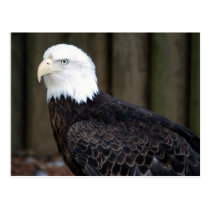 bald eagle two4x6 postcards