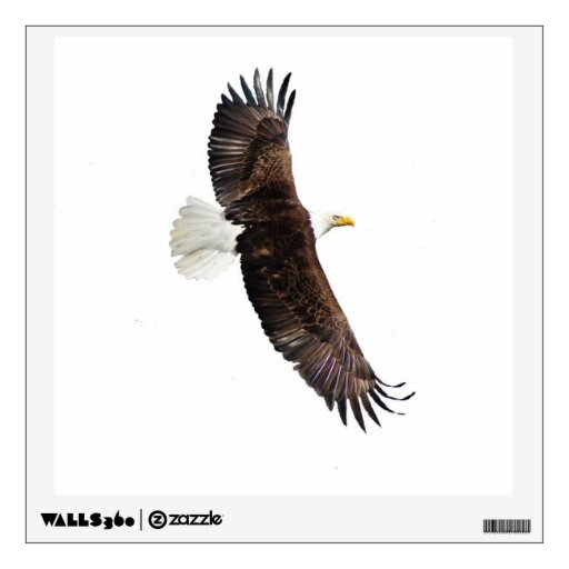 Bald eagle wall sticker | Zazzle