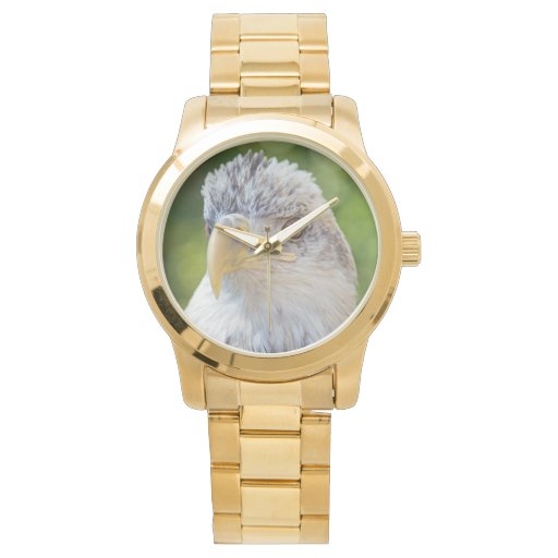 Bald Eagle Watch | Zazzle
