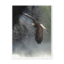 BALD EAGLE & WATER FALL Postcards
