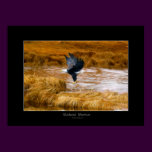Bald Eagle Wetland Art Poster