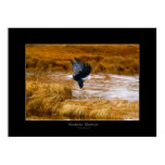 Bald Eagle Wetland Art Poster