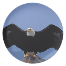 bald eagle wingspan dinner plate