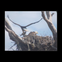 Bald Eagle with a fish postcards