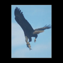 Bald Eagle with fish #2 postcards