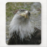 Bald Eagle, Young Adult Mousepad