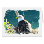 Bald Eagle Yukon River Cards
