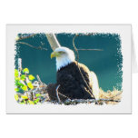 Bald Eagle Yukon River Greeting Cards