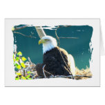 Bald Eagle Yukon River Cards