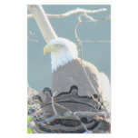 Bald Eagle Yukon River Stationery