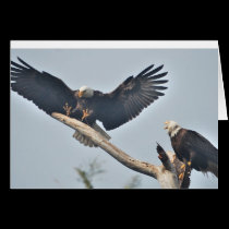 Bald Eagles cards