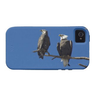 Bald Eagles iPhone 4/4S Case