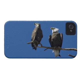 Bald Eagles iPhone 4 Cases