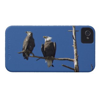 Bald Eagles iPhone 4 Covers