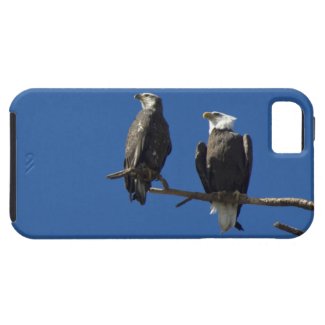 Bald Eagles iPhone 5 Case