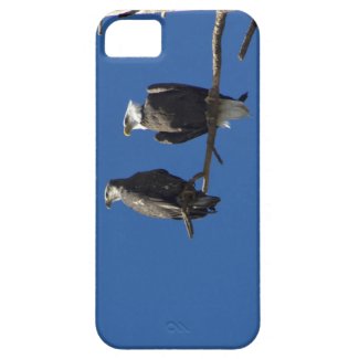 Bald Eagles iPhone 5 Cases