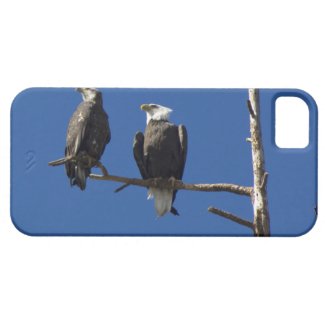Bald Eagles iPhone 5 Cover