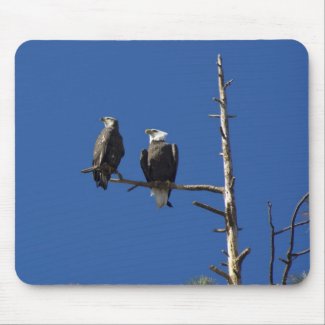 Bald Eagles Mousepads