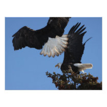 Bald Eagles on a Treetop Art Photo