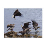 Bald Eagles on the Beach, Unalaska Island Postcards