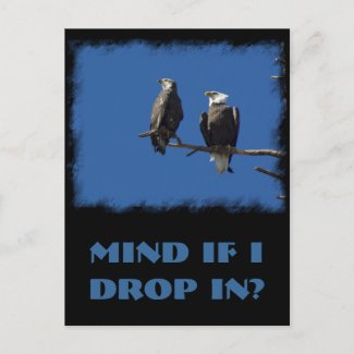 Bald Eagles Post Cards