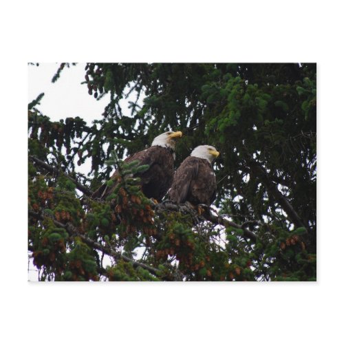 Bald Eagles Postcard postcard