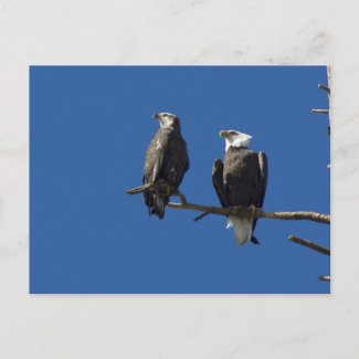 Bald Eagles Postcard