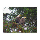 Bald Eagles Postcard