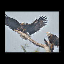 Bald Eagles postcards