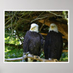 Bald Eagles Poster