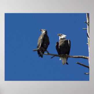 Bald Eagles Posters