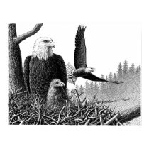 Bald Eagles posters