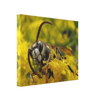 Bald-Faced Hornet wrappedcanvas