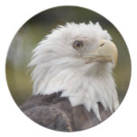 baldeagle10x10 party plate