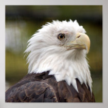baldeagle10x10 posters