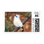 Bali Mynah Postage Stamps