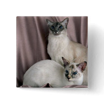 Balinese, blue tabby point and seal tortie point pinback buttons