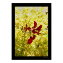 Balinese Red Flower posters