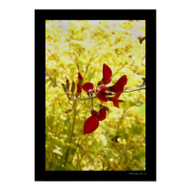 Balinese Red Flower posters