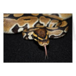 Ball Python Card