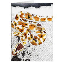 Ball Python Card