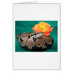 Ball Python, green background, orange rose Cards