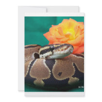 Ball Python, green background, orange rose Invite