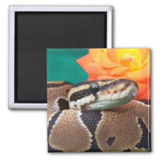 Ball Python, green background, orange rose magnet