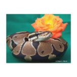 Ball Python, green background, orange rose Postcards