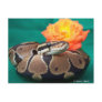 Ball Python, green background, orange rose Postcards