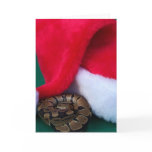 Ball Python next to Santa Hat, snake Christmas Cards