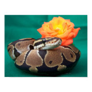 Ball python picture with orange rose green back print