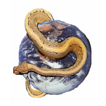 Ball Python Planet t-shirts